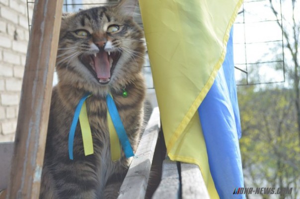 Киевляне попросили назвать проспект в честь Пушистых котиков вместо Бандеры Киевляне попросили назвать проспект в честь Пушистых котиков вместо Бандеры