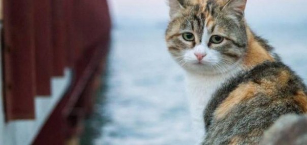 Коты Керченского моста Коты Керченского моста
