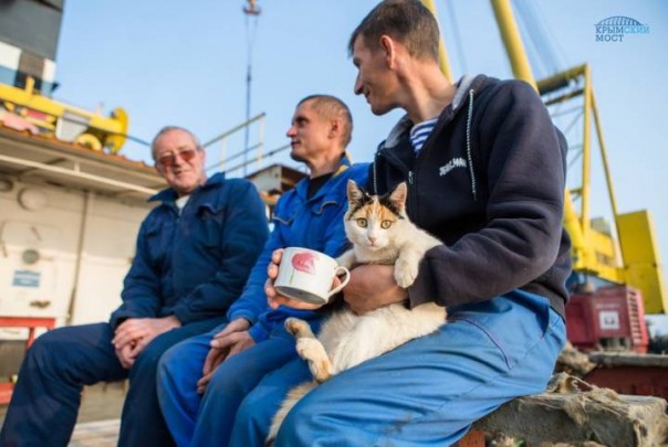 Коты Керченского моста Коты Керченского моста