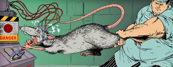 Япония на пути крысы с электродом в центре удовольствия Япония на пути крысы с электродом в центре удовольствия