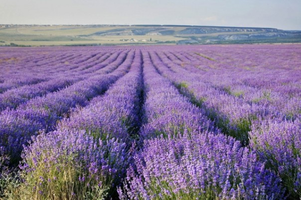Крым обновляет плантации лаванды и начал снабжать ею субъекты РФ Крым обновляет плантации лаванды и начал снабжать ею субъекты РФ