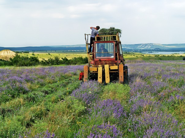 Крым обновляет плантации лаванды и начал снабжать ею субъекты РФ Крым обновляет плантации лаванды и начал снабжать ею субъекты РФ