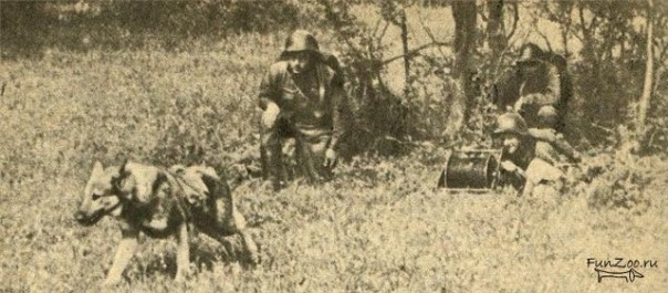 Неизвестная война. Собачья