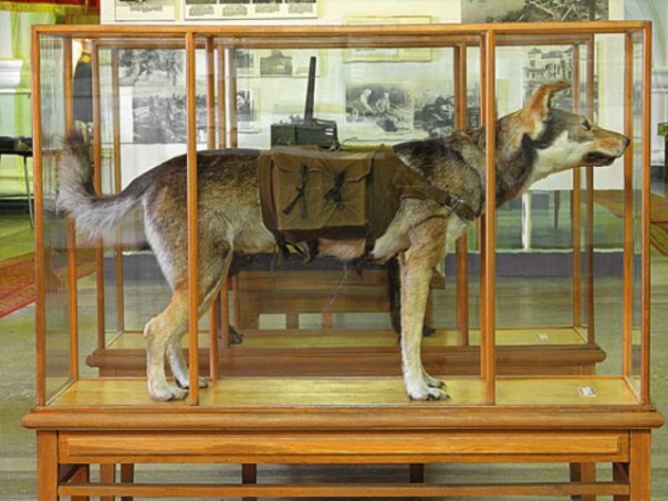 Неизвестная война. Собачья