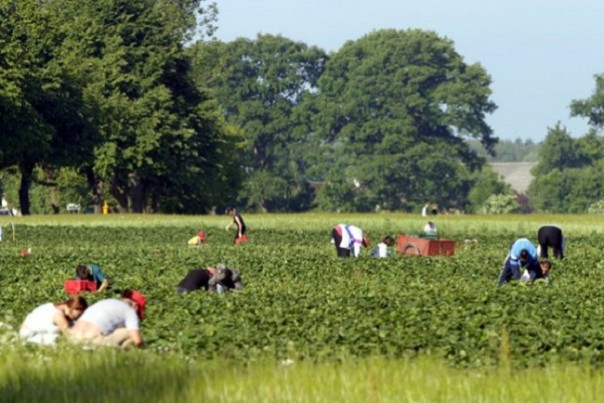 На Украине безработица, за границей — каторжный труд
