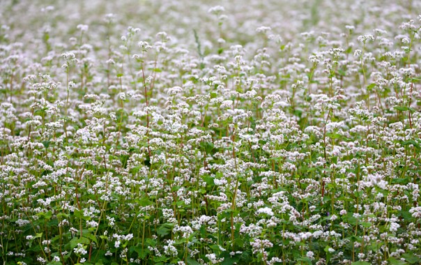 Промышленный рост в России и другие «хвосты» Промышленный рост в России и другие «хвосты»