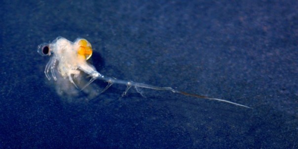 Советская блоха нанесла ущерб экономике американского штата в $140 млн Советская блоха нанесла ущерб экономике американского штата в $140 млн