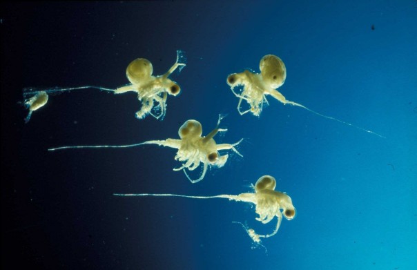 Советская блоха нанесла ущерб экономике американского штата в $140 млн Советская блоха нанесла ущерб экономике американского штата в $140 млн