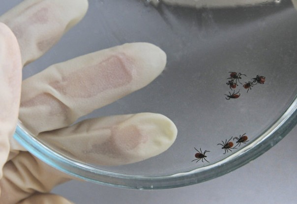 Сибирские ученые нашли способ блокировки вируса клещевого энцефалита Сибирские ученые нашли способ блокировки вируса клещевого энцефалита