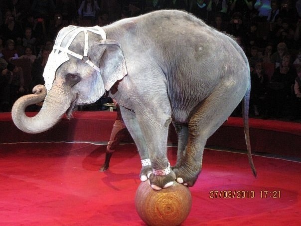 Минутка юмора, или слон в Верховной Раде