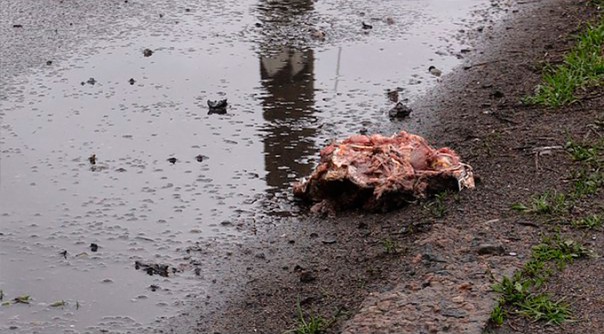Огонь по поселку Еленовка под Донецком вели боевики нацбатальона «Айдар», полагают в Минобороны Огонь по поселку Еленовка под Донецком вели боевики нацбатальона «Айдар», полагают в Минобороны