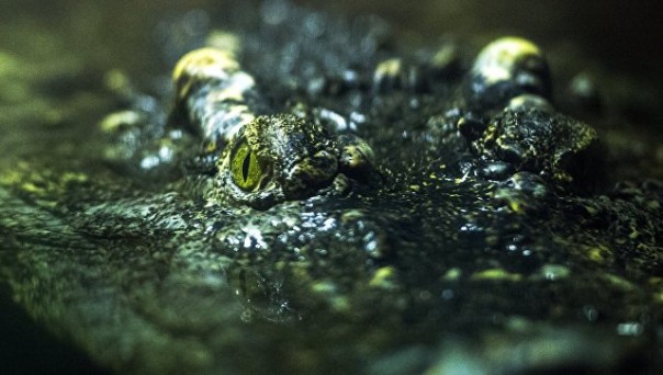 Крокодилы съели священника, демонстрировавшего, как Иисус ходил по воде